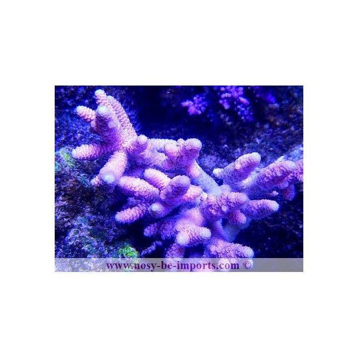 Acropora prostrata