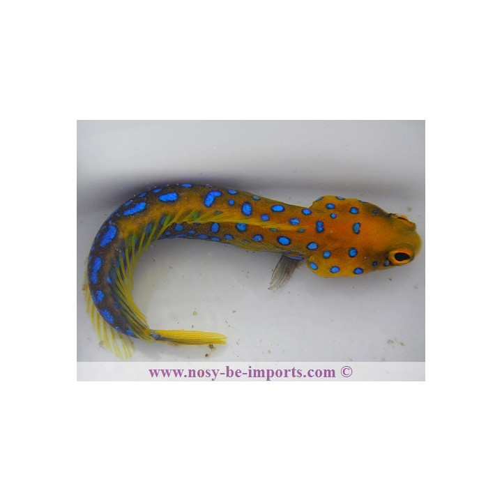 Opistognathus rosenblatti