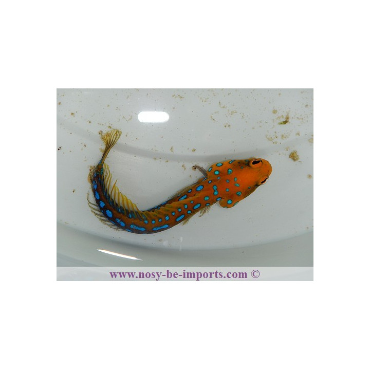 Opistognathus rosenblatti