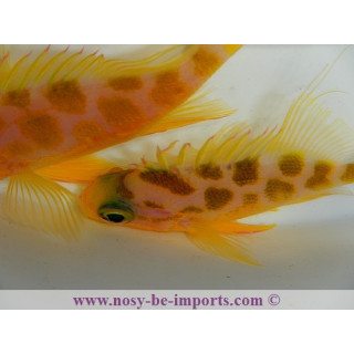 Odontanthias borbonius