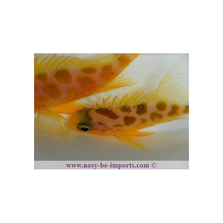 Odontanthias borbonius