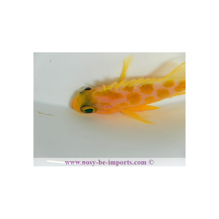 Odontanthias borbonius