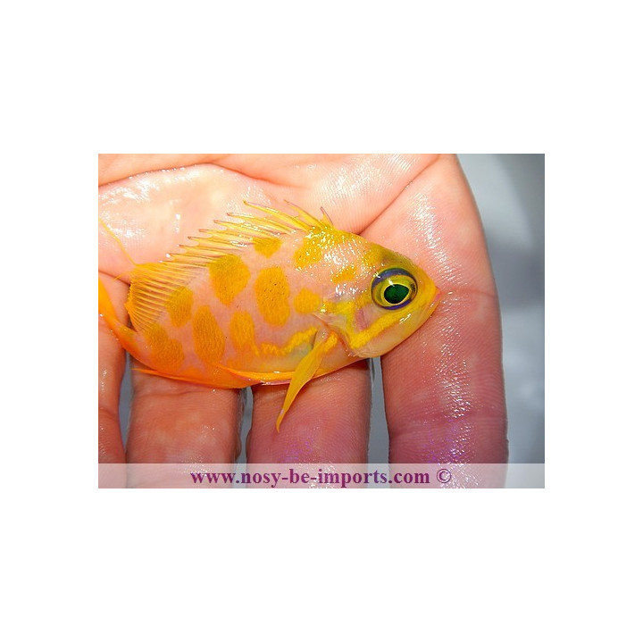 Odontanthias borbonius