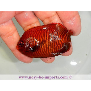 Centropyge aurantia
