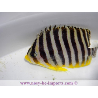 Centropyge multifasciata