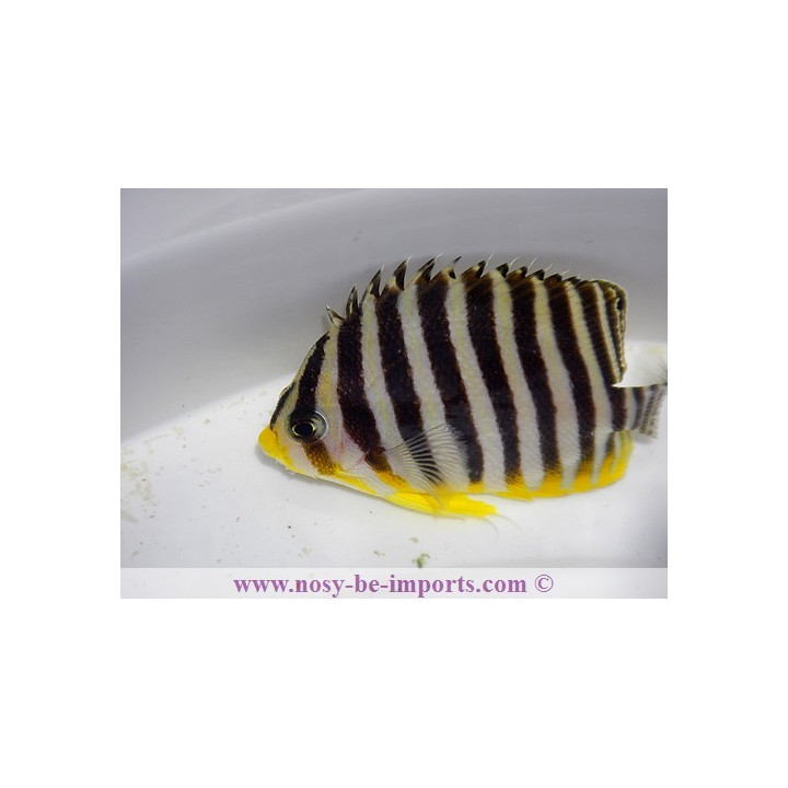 Centropyge multifasciata