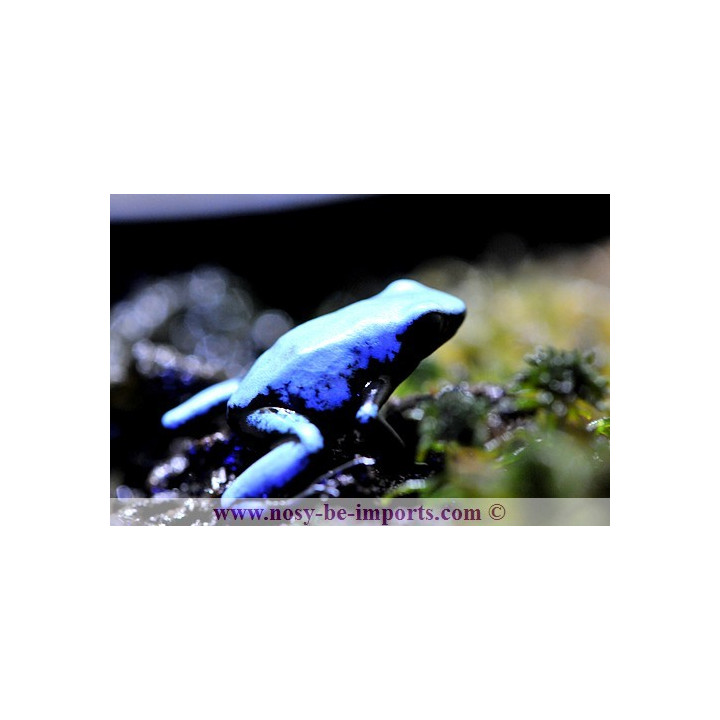 Adelphobates galactonotus bleue