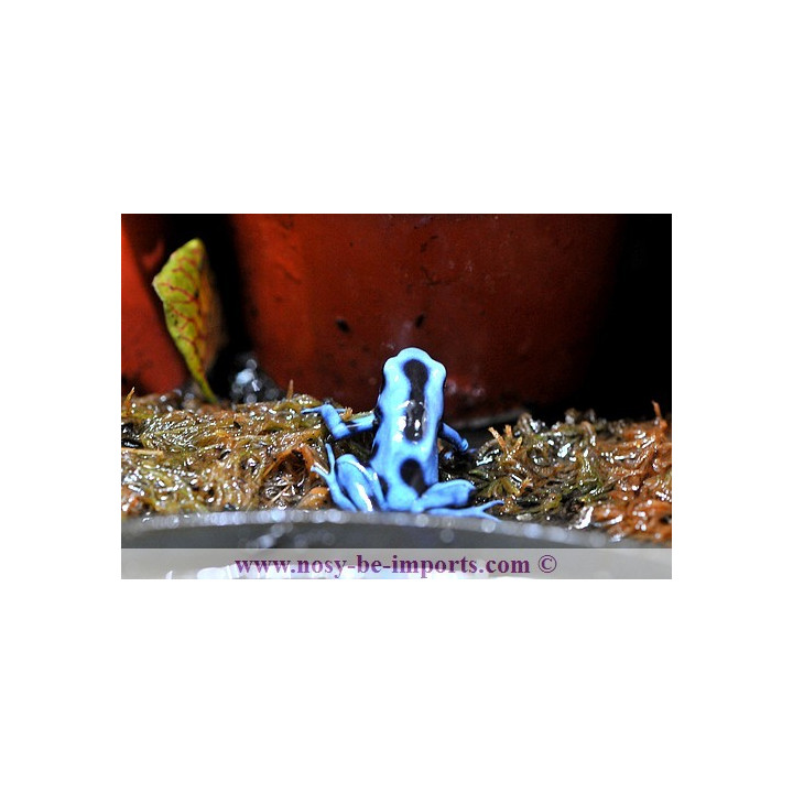 Dendrobate auratus bleue