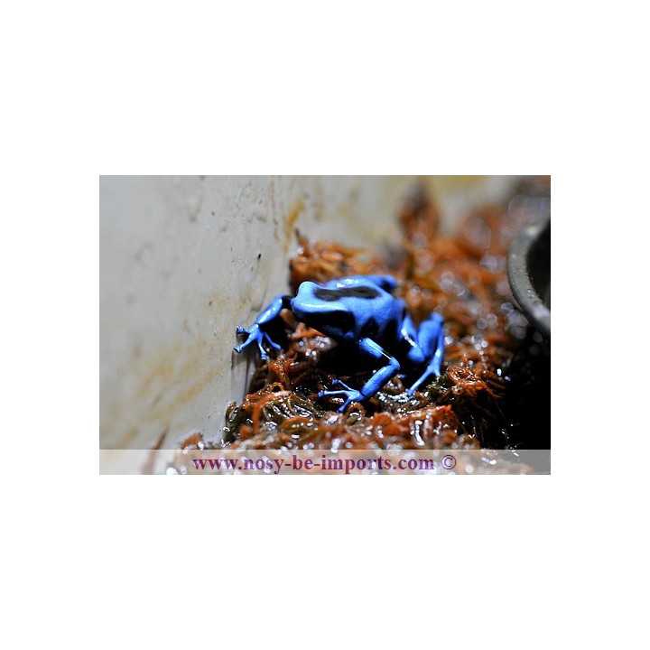 Dendrobate auratus bleue