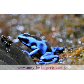 Dendrobate auratus bleue
