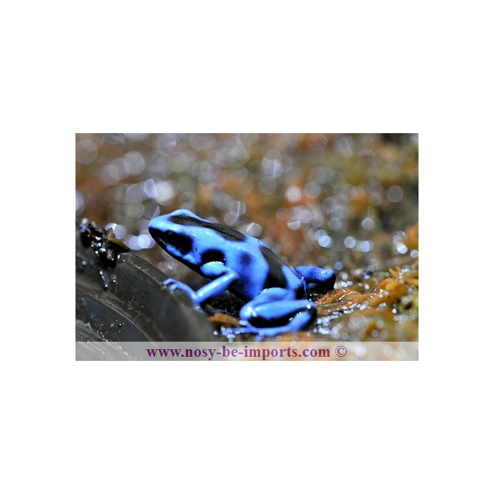 Dendrobate auratus bleue
