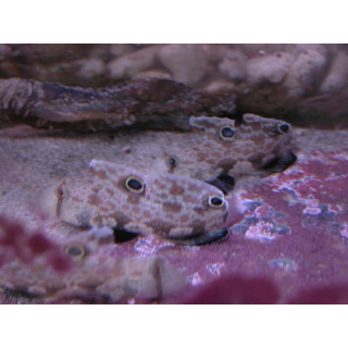 Signigobius biocellatus