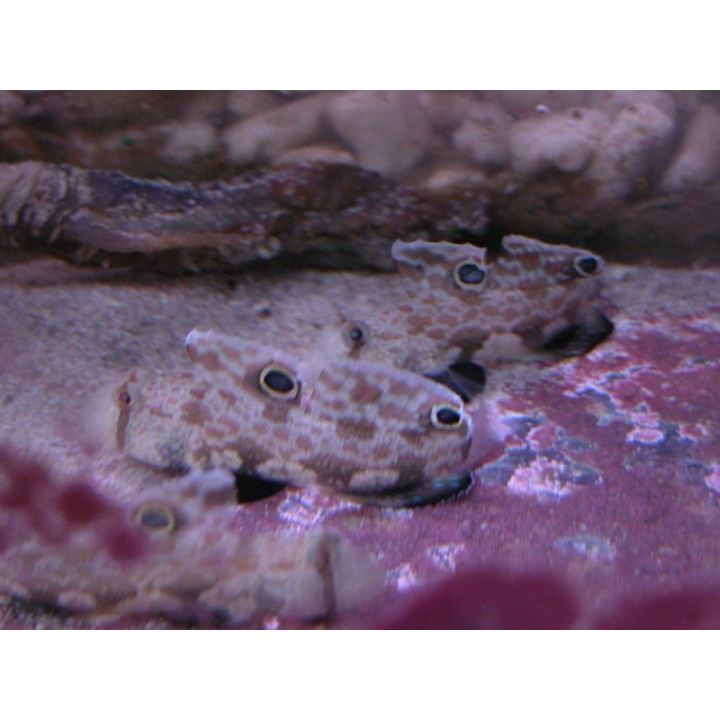 Signigobius biocellatus