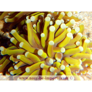 Euphyllia glabrescens orange
