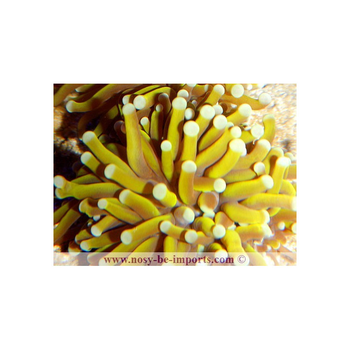 Euphyllia glabrescens orange