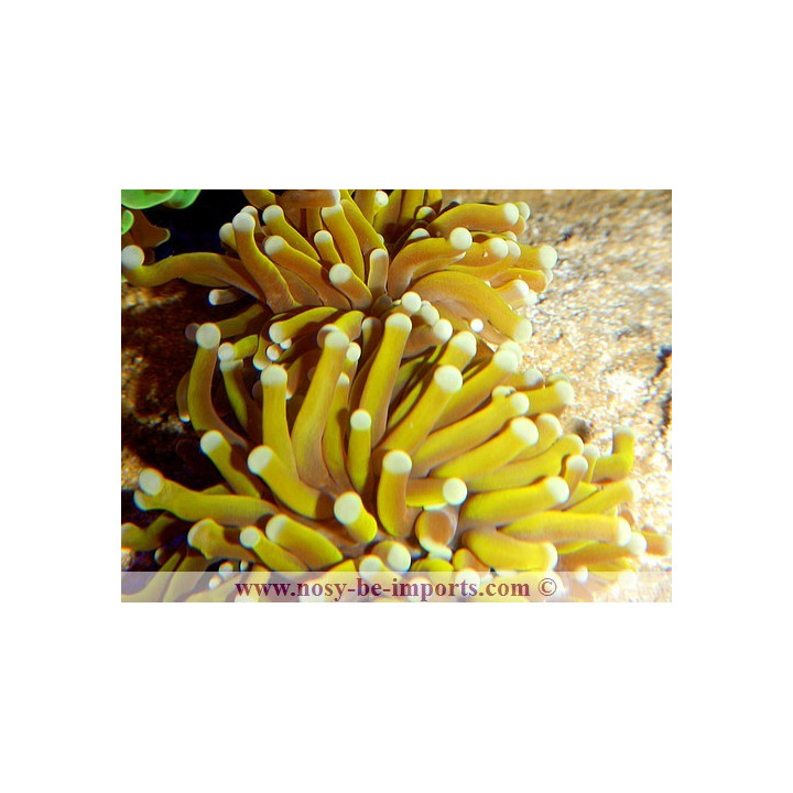 Euphyllia glabrescens orange