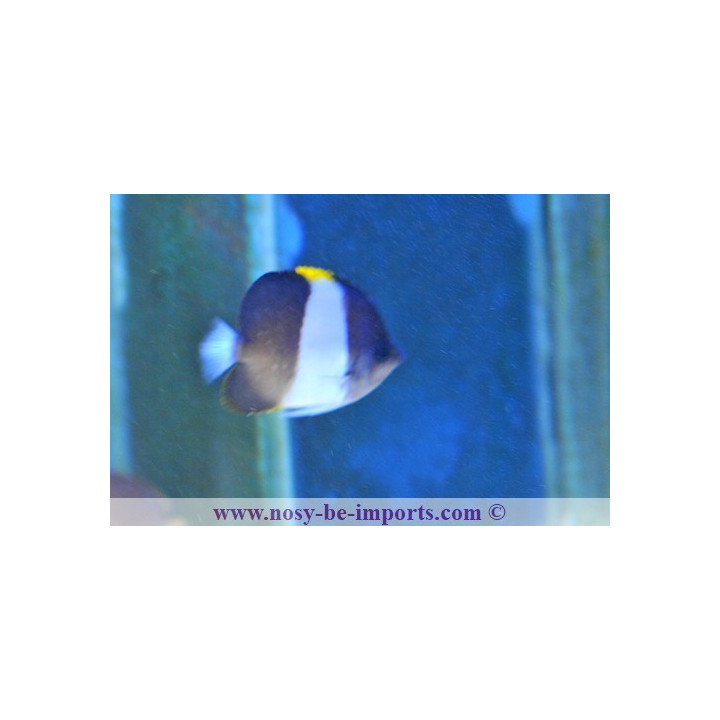 Hemitaurichthys zoster