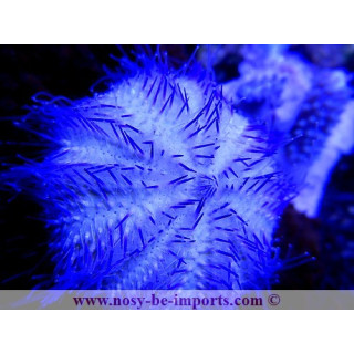 Salmacis sp.