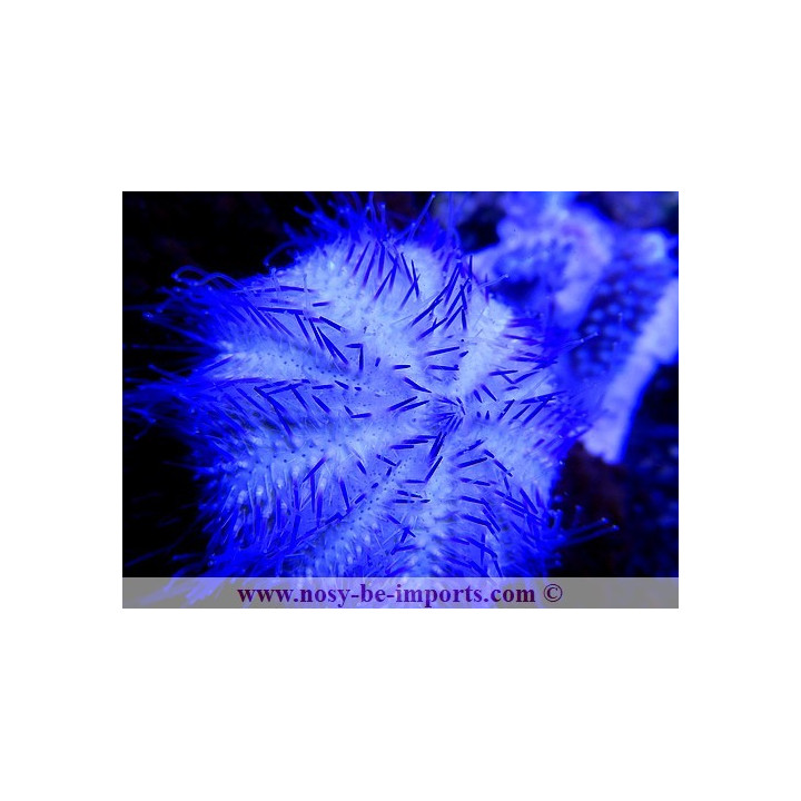 Salmacis sp.