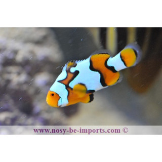 Amphiprion ocellaris picasso premium