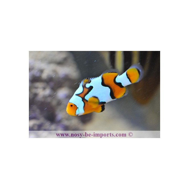 Amphiprion ocellaris picasso premium