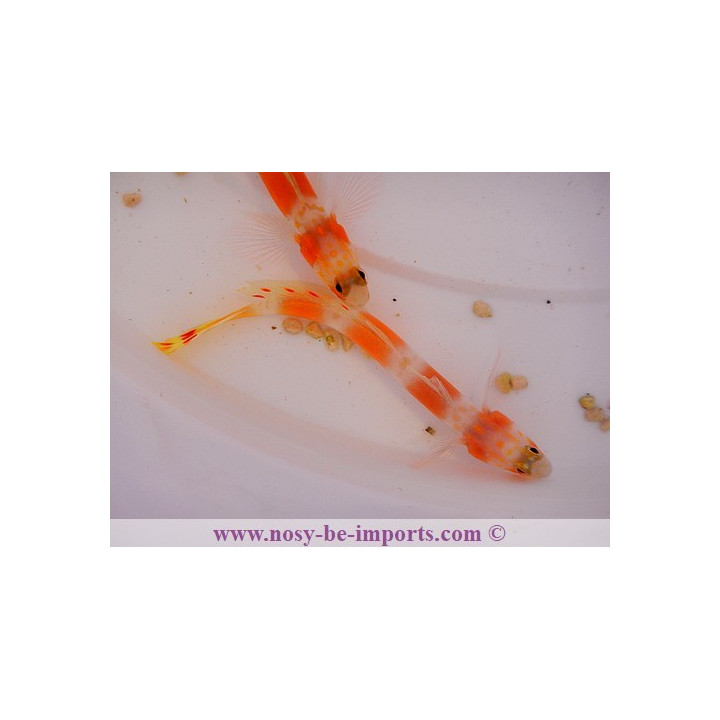 Amblyeleotris aurora