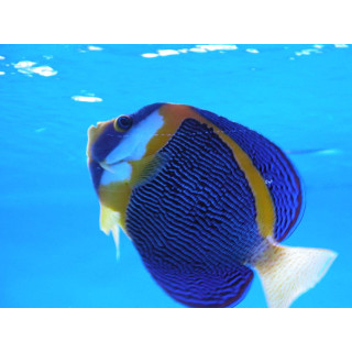 Chaetodontoplus duboulayi elevage