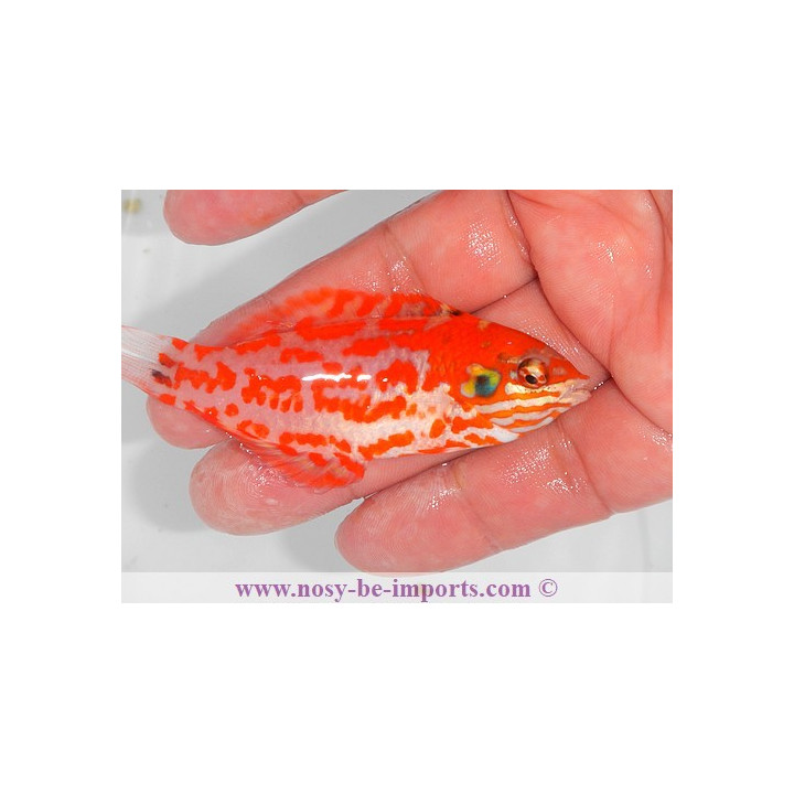 Macropharyngodon choati
