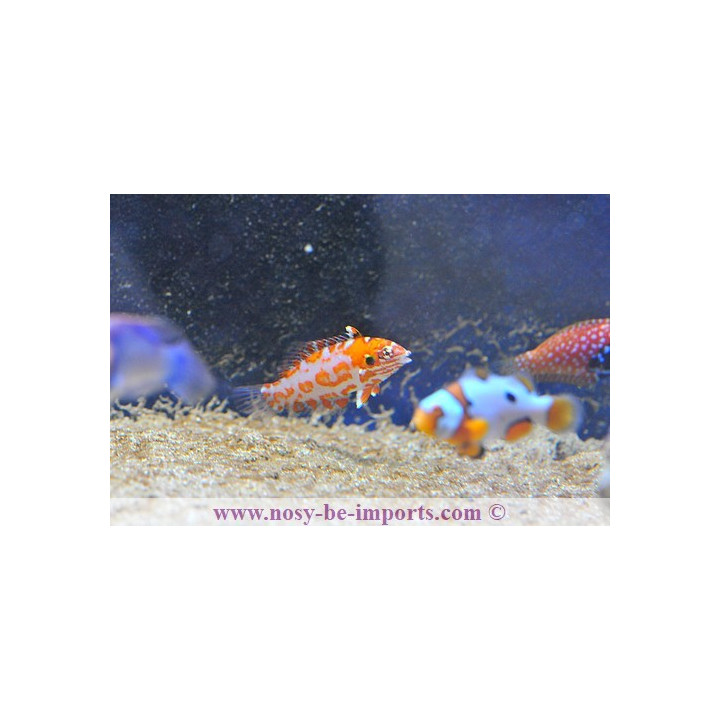 Macropharyngodon choati