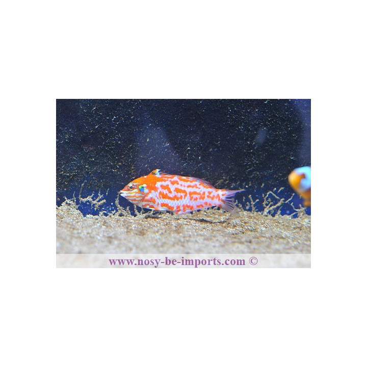 Macropharyngodon choati
