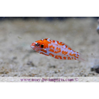 Macropharyngodon choati