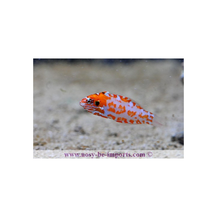 Macropharyngodon choati
