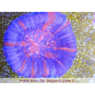 Scolymia australensis - Corail Australie - Acanthophyllia - Aquarium sur mesure