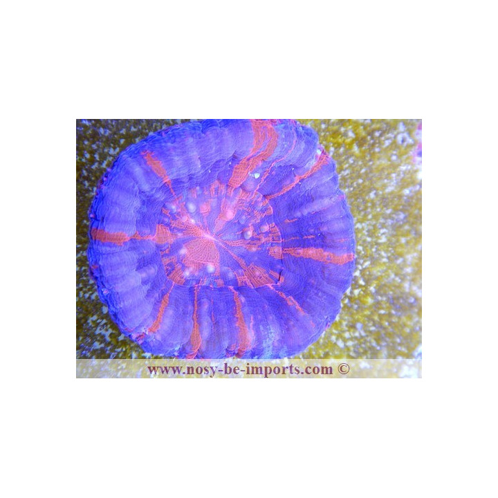 Scolymia australensis - Corail Australie - Acanthophyllia - Aquarium sur mesure