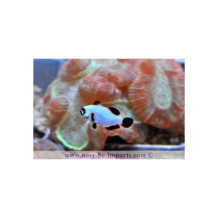 Premnas biaculeatus gold nugget