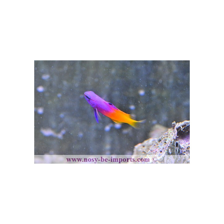Gramma loreto - vanille fraise des Cara"ibes - Aquarium sur mesure