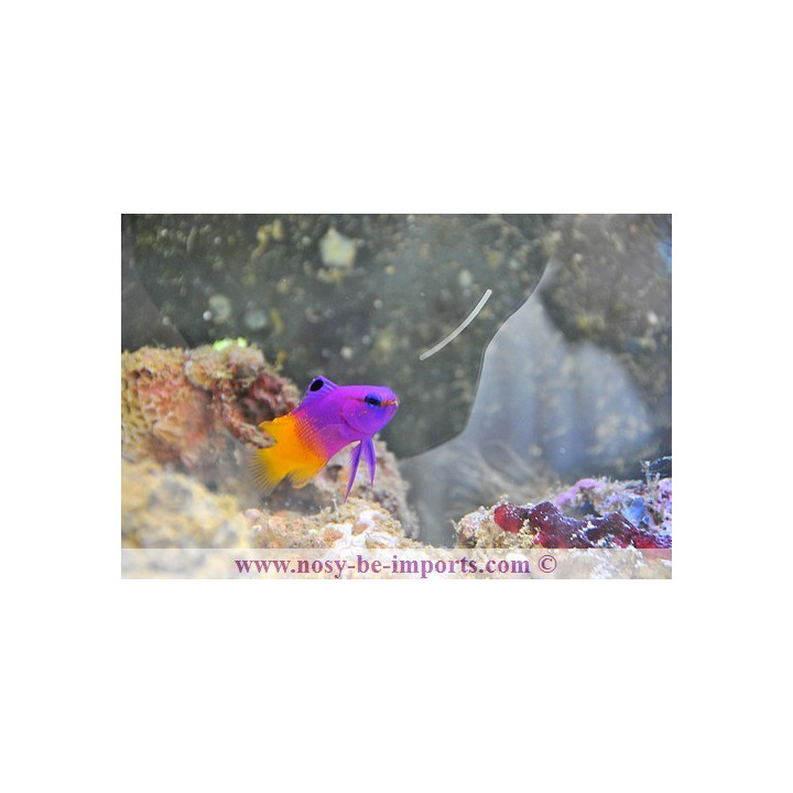 Gramma loreto - vanille fraise des Cara"ibes - Aquarium sur mesure