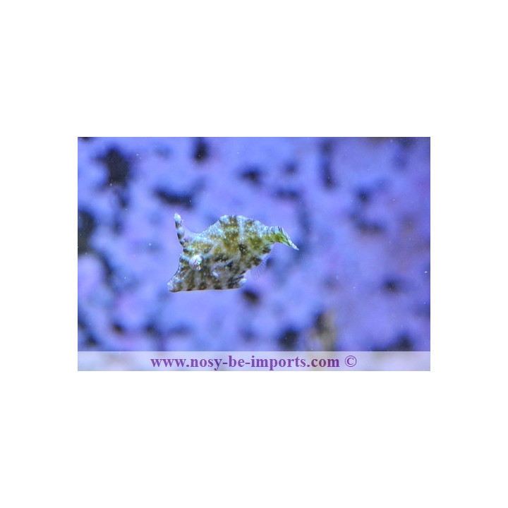 Acreichtys tomentosus - poisson marin - Aquarium sur mesure