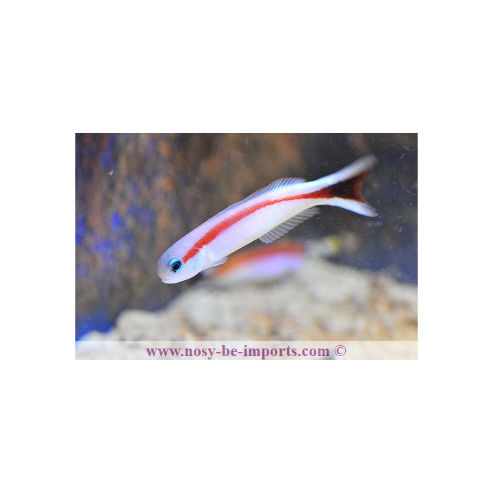 Hoplolatilus marcosi