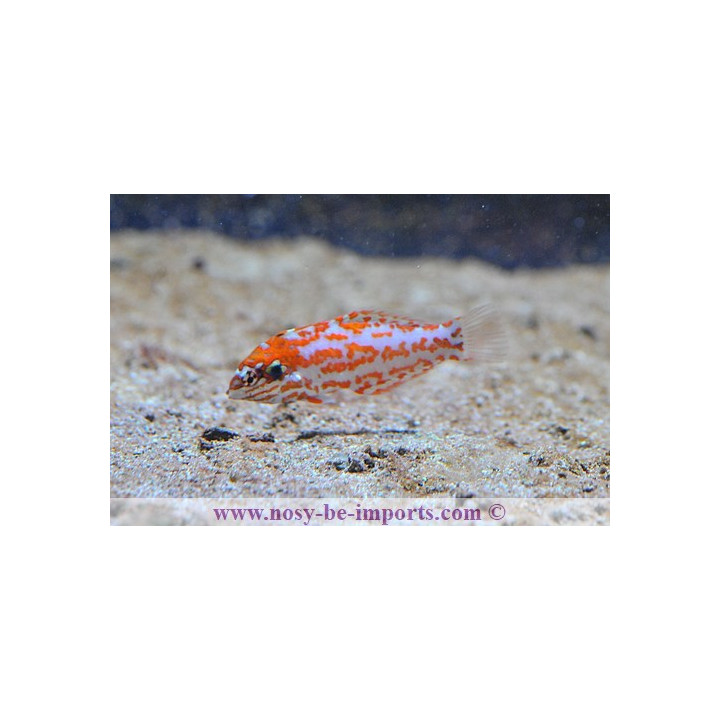 Macropharyngodon choati