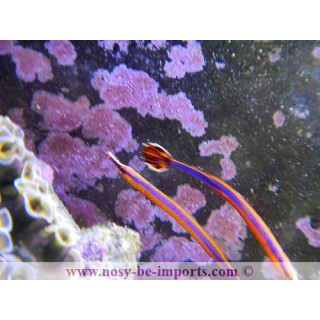Doryrhamphus excisus