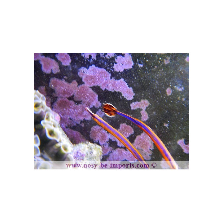 Doryrhamphus excisus