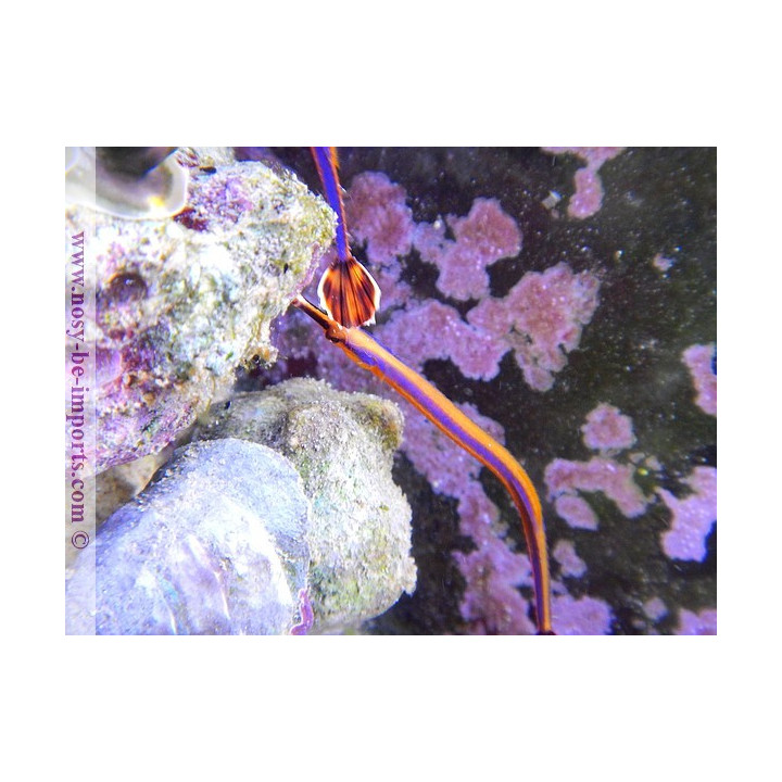 Doryrhamphus excisus