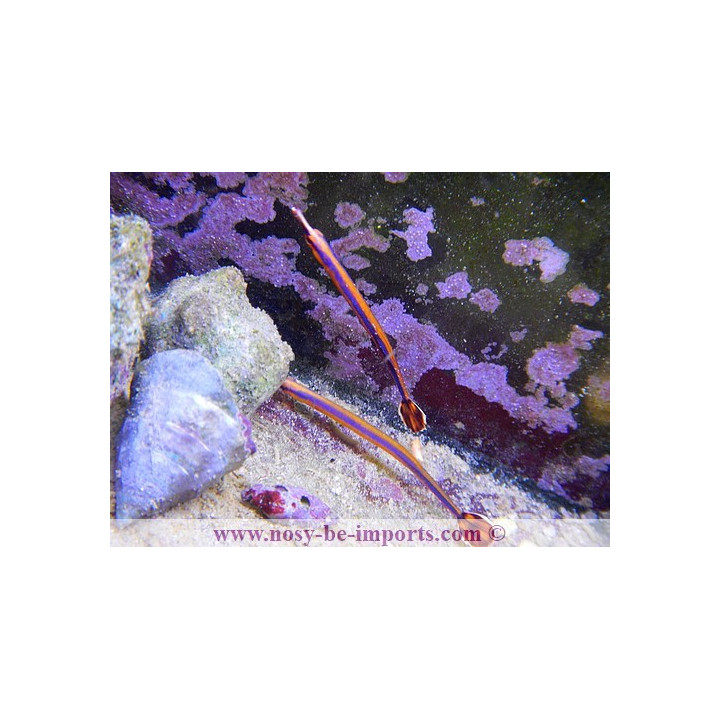 Doryrhamphus excisus