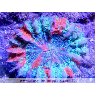 Acanthophyllia deshayesiana
