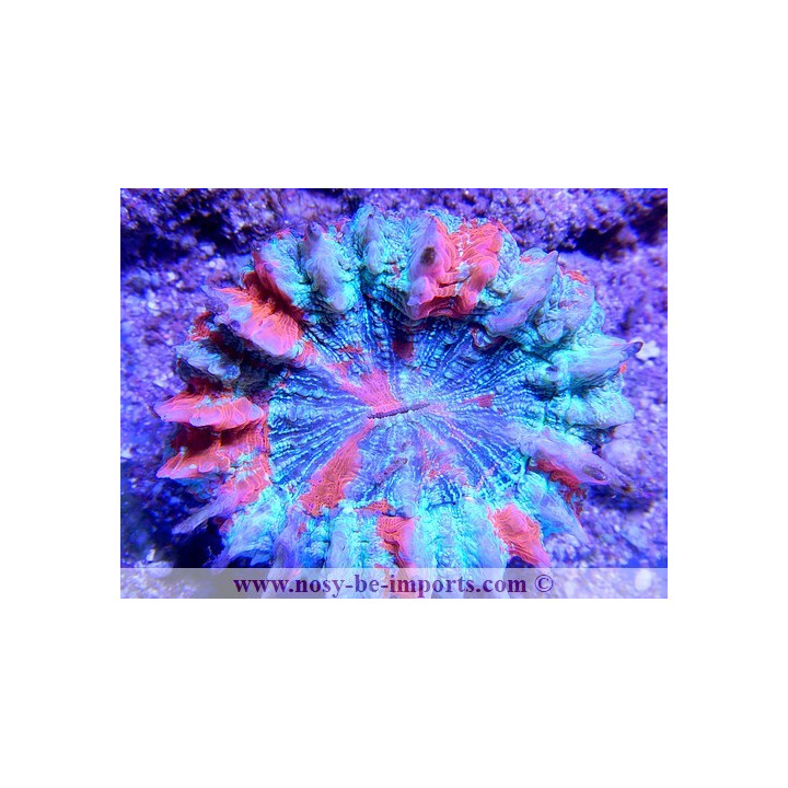 Acanthophyllia deshayesiana