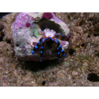 Calcinus elegans