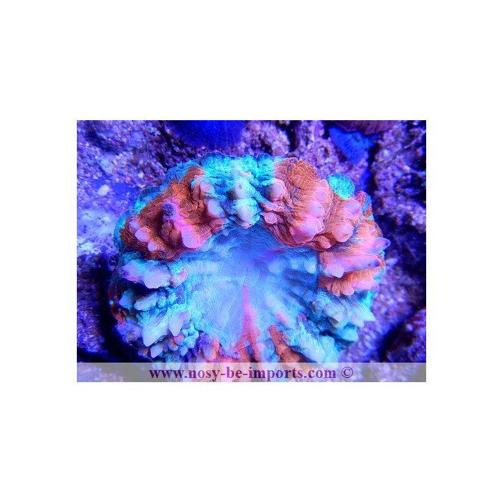 Acanthophyllia deshayesiana
