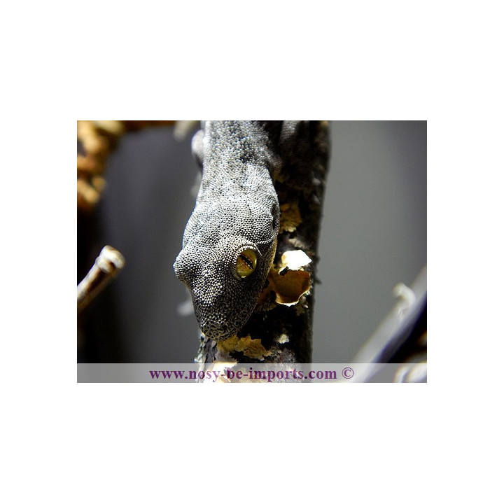 Strophurus spinigerus