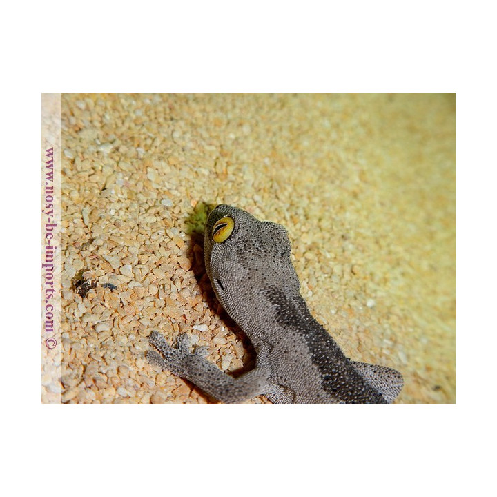 Strophurus spinigerus